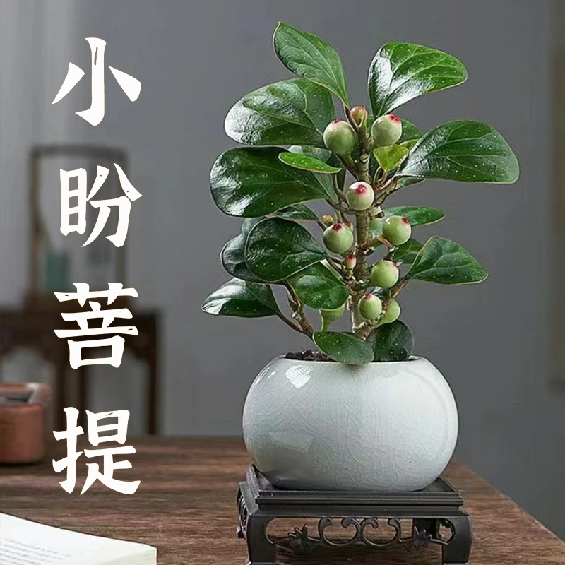 【老花医】菩提树盆栽小盼菩提带果中式禅意桌面摆件好养绿色植物