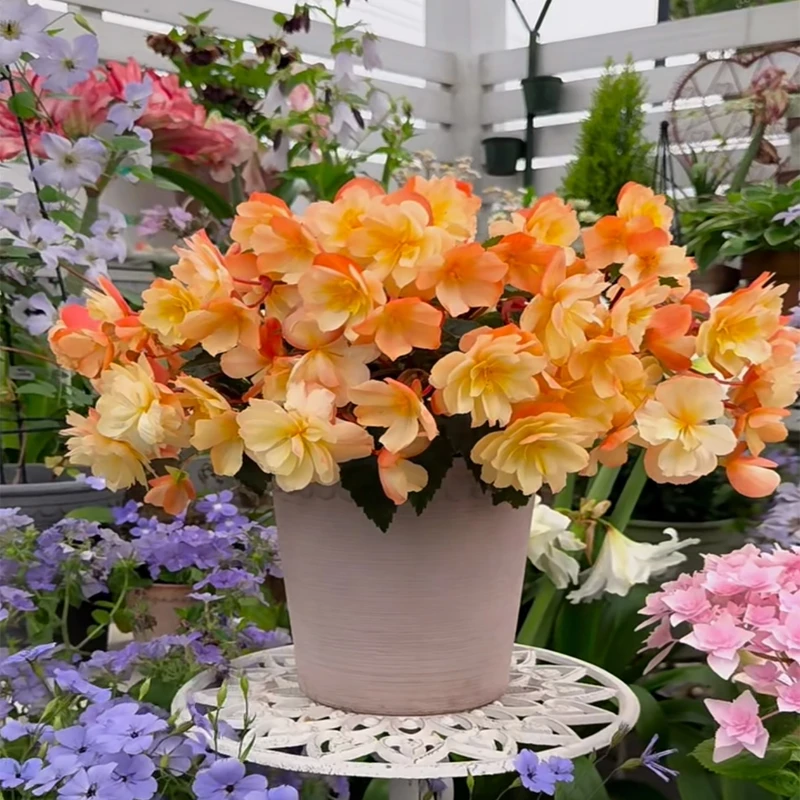 【老花医】景观海棠四季开花盆栽阳台庭院可扦插喜阳好养护