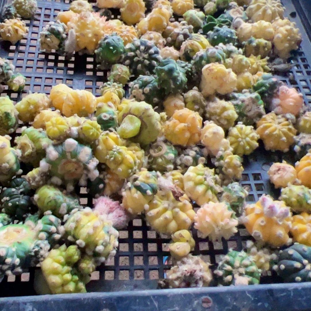 一筐兜鸾侧芽138