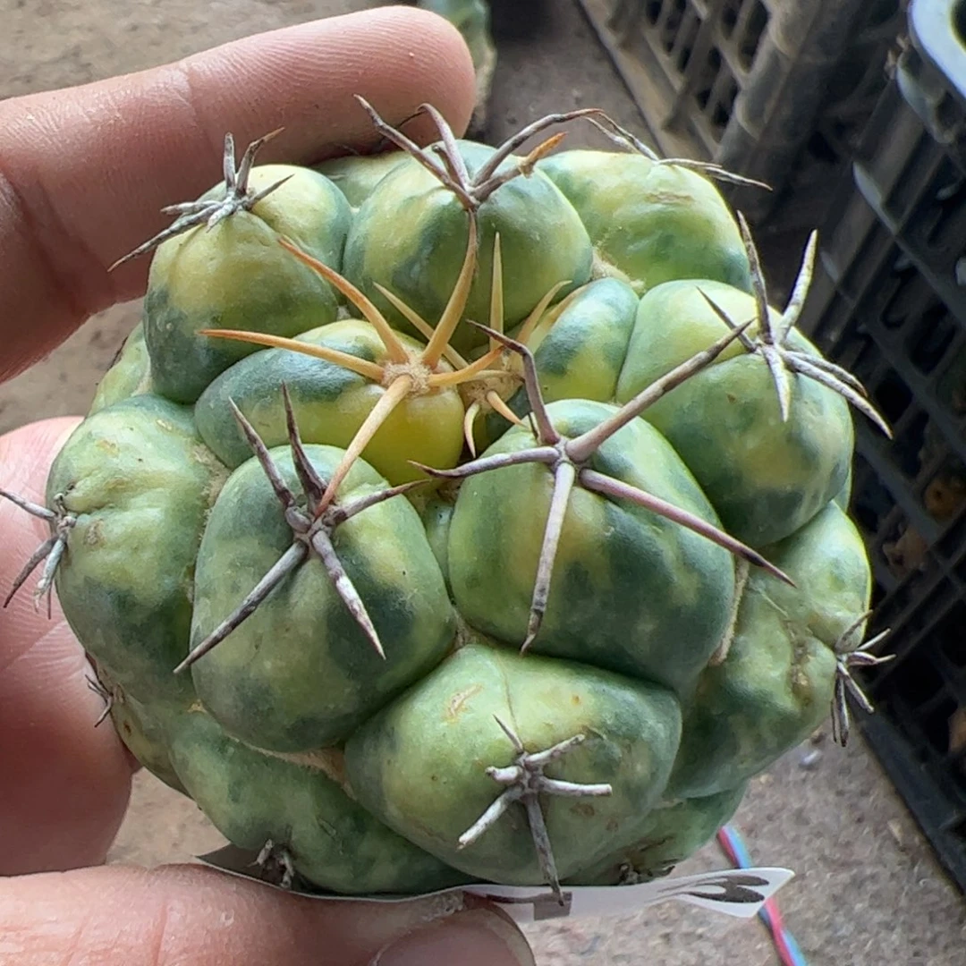 落地象牙锦仙人球