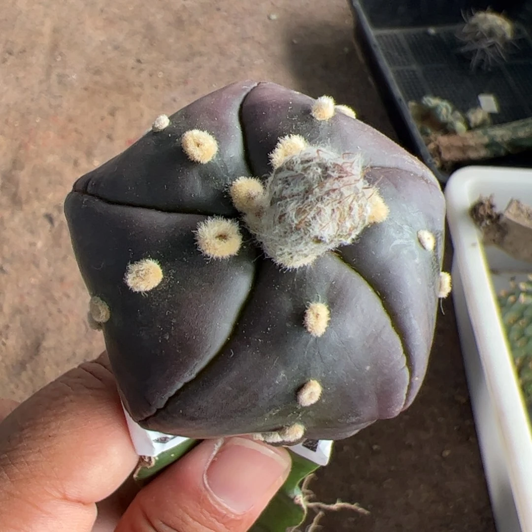 紫皮五棱兜仙人球321