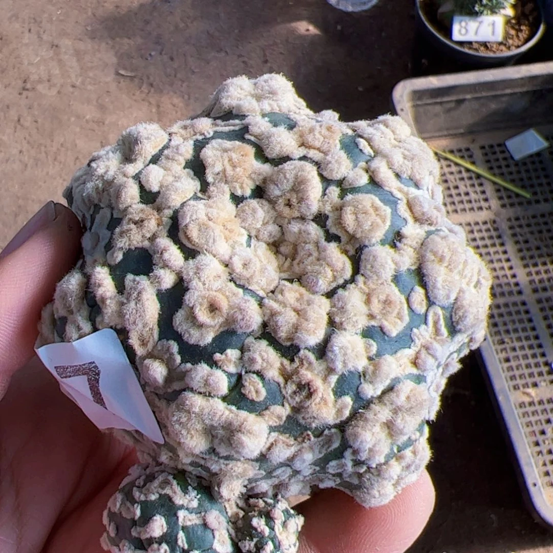 ฅ****花园海星兜头477