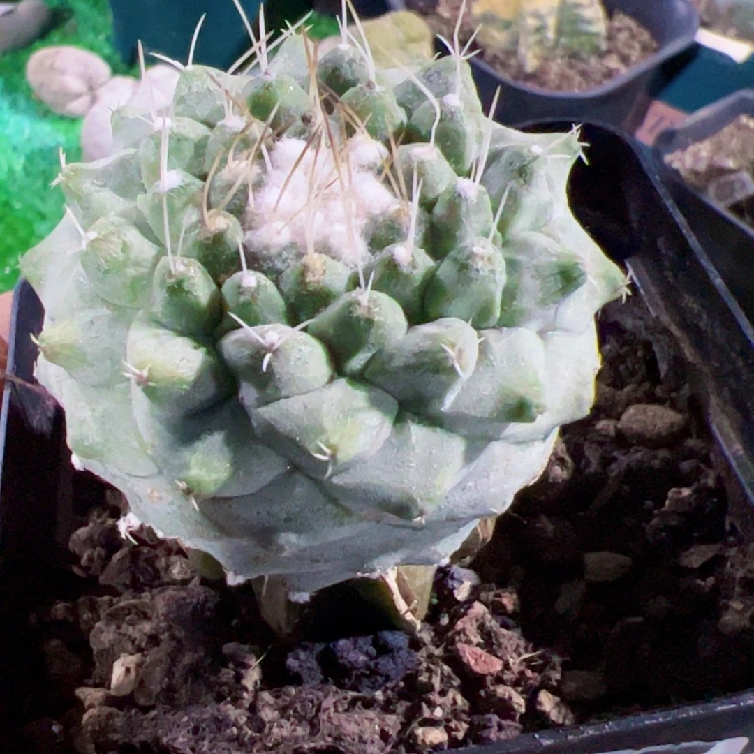 无*菊水仙人球开花865