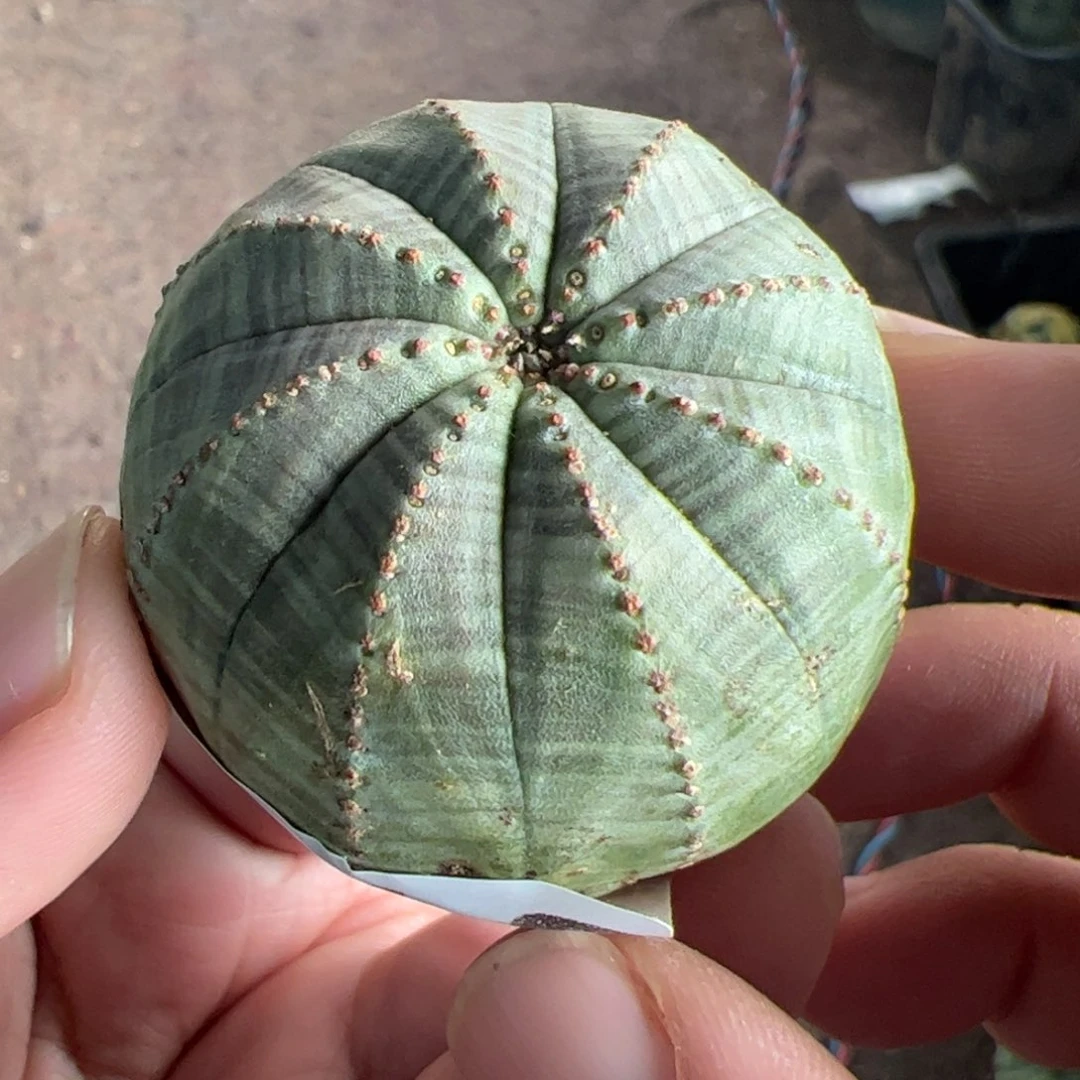 布纹球仙人球218仙人球