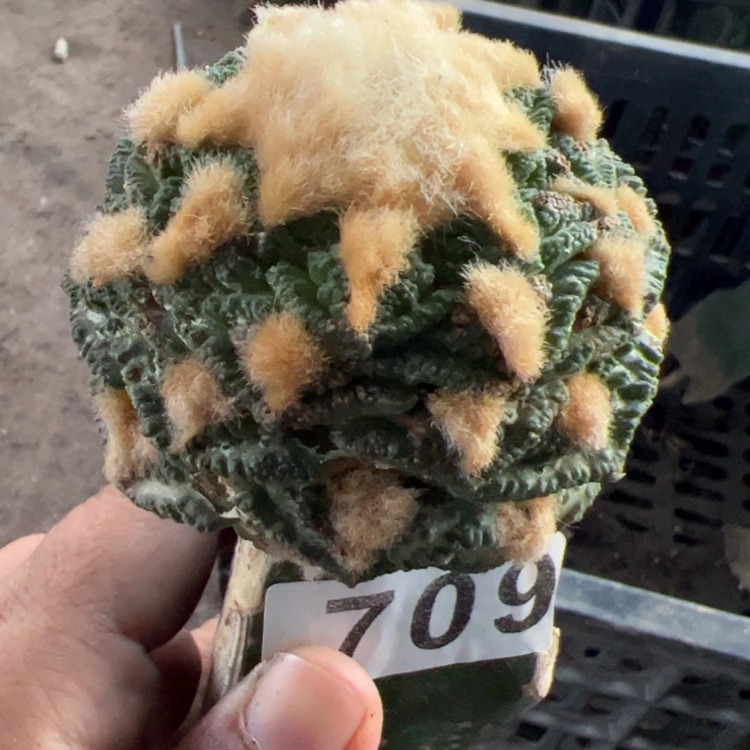 金毛龟甲牡丹仙人球709