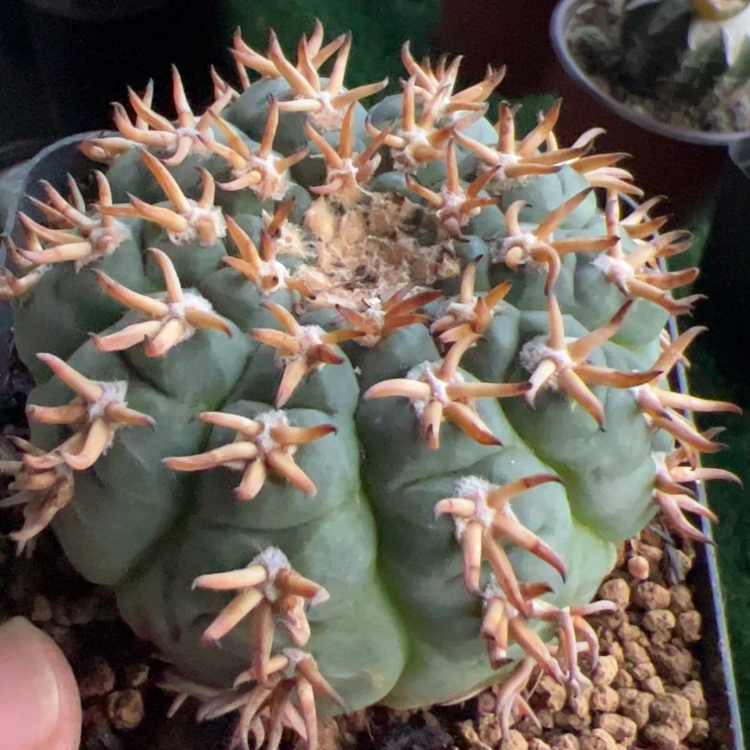 落地猫爪仙人球882