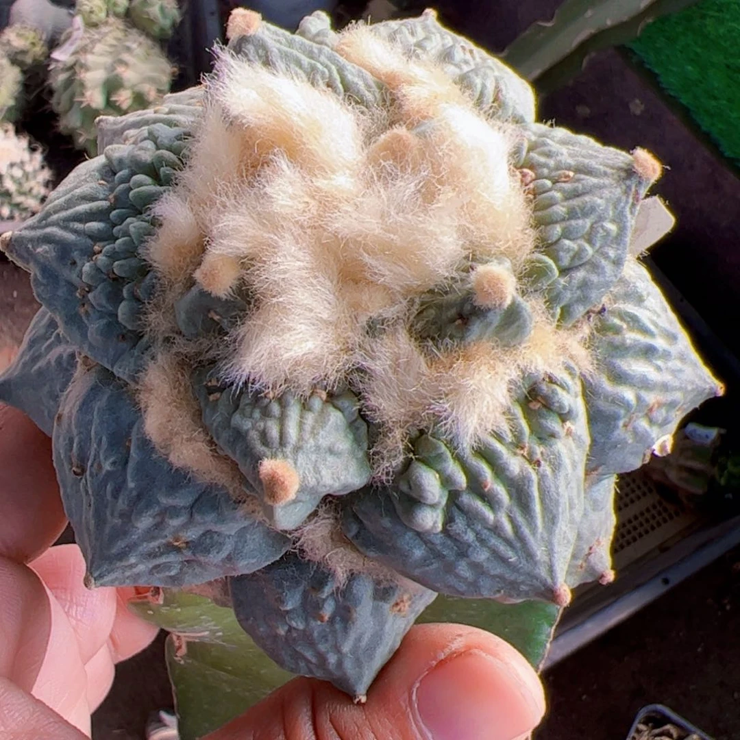 大尤怒涛牡丹119