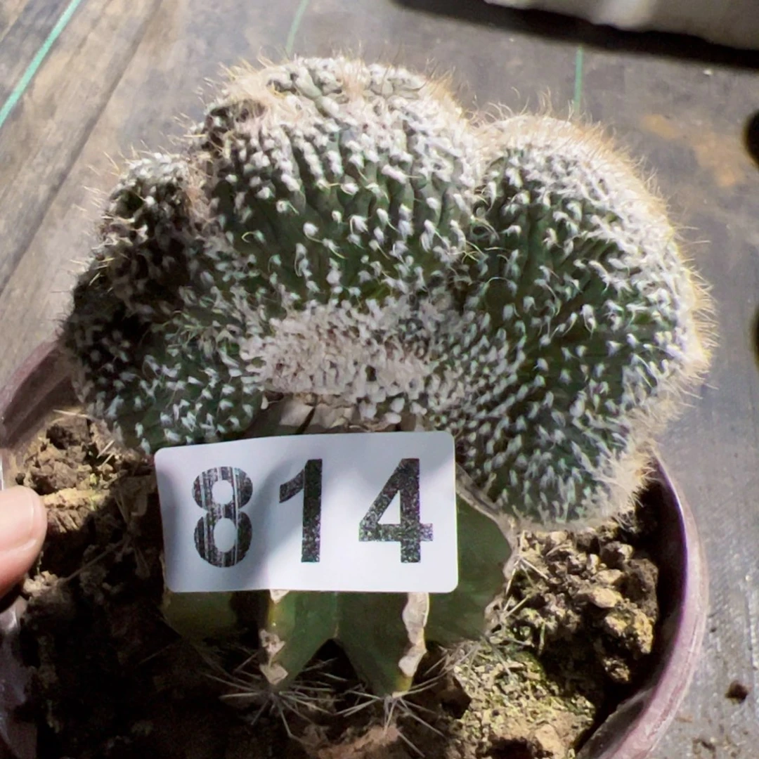 连心兜缀化仙人球814