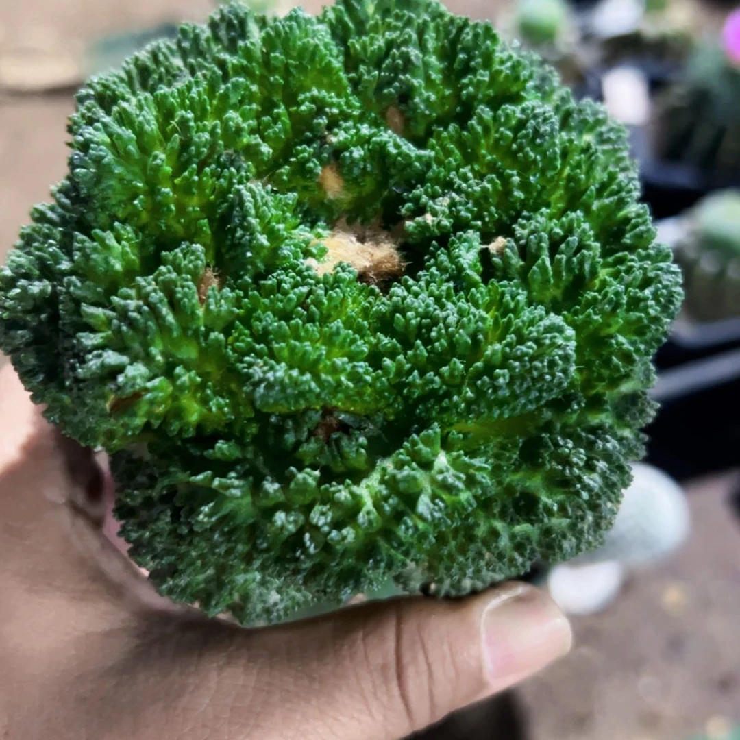 菜花牡丹仙人球371仙人球