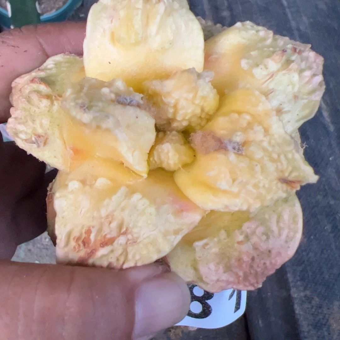 龟甲牡丹锦仙人球881