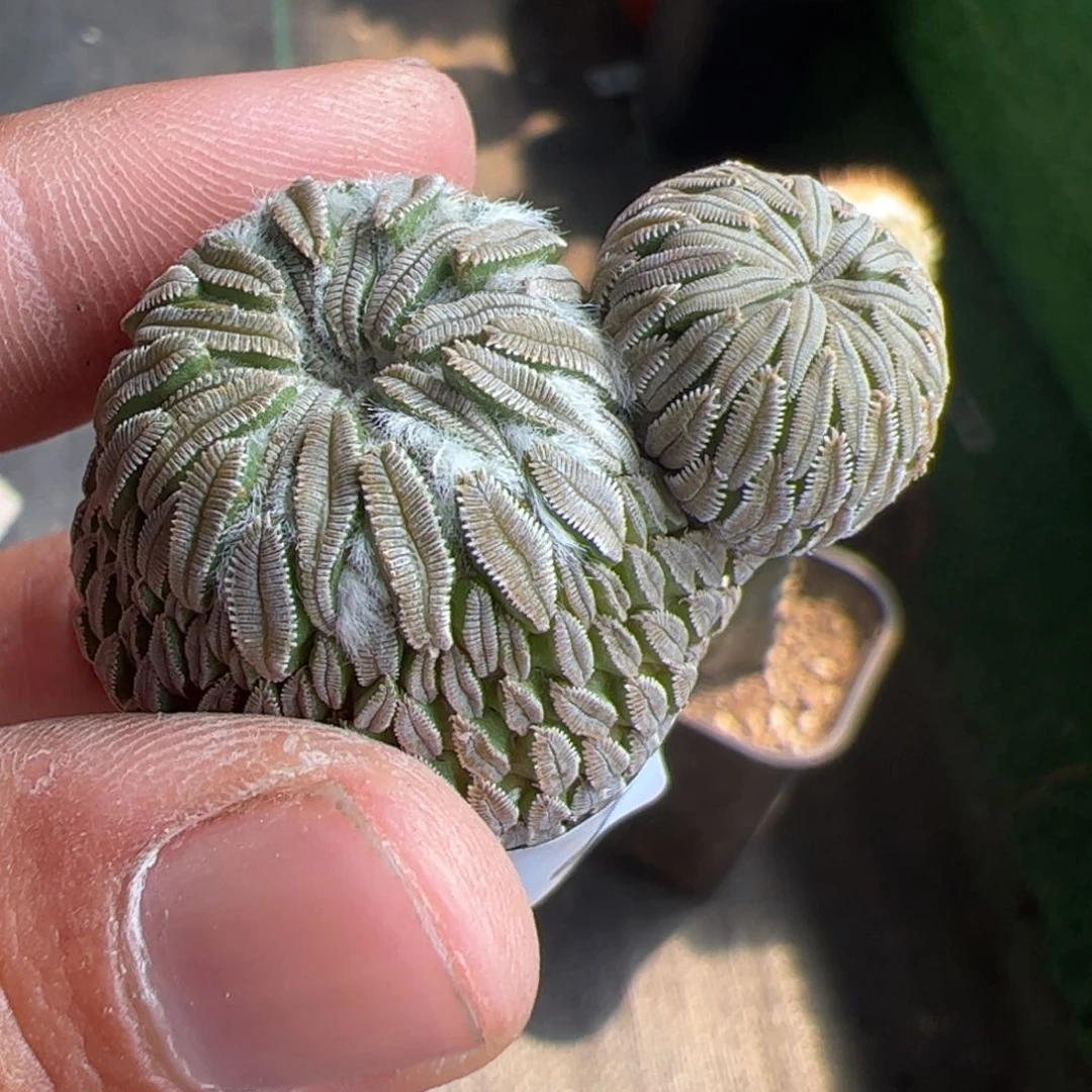 落地精巧丸064仙人球