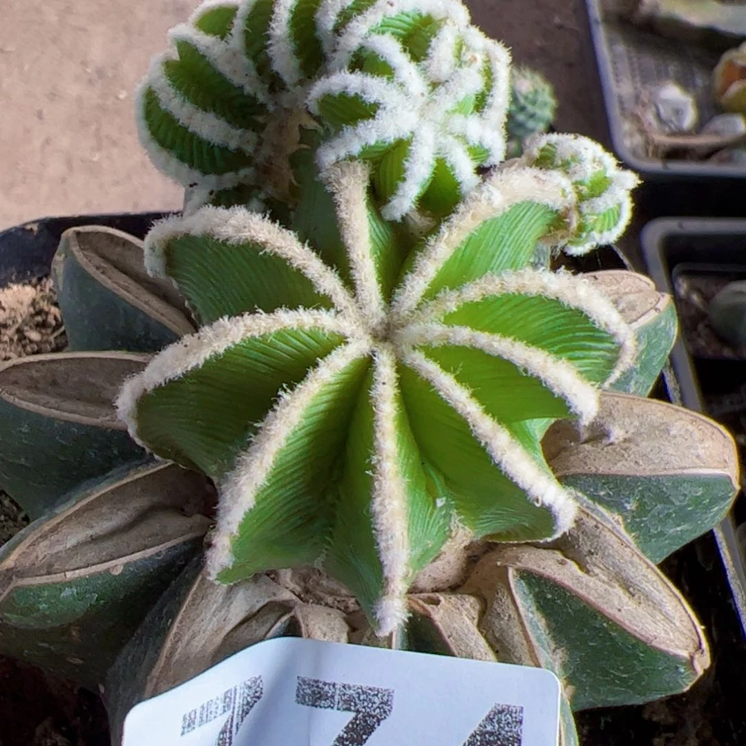 辛顿花笼群774仙人球