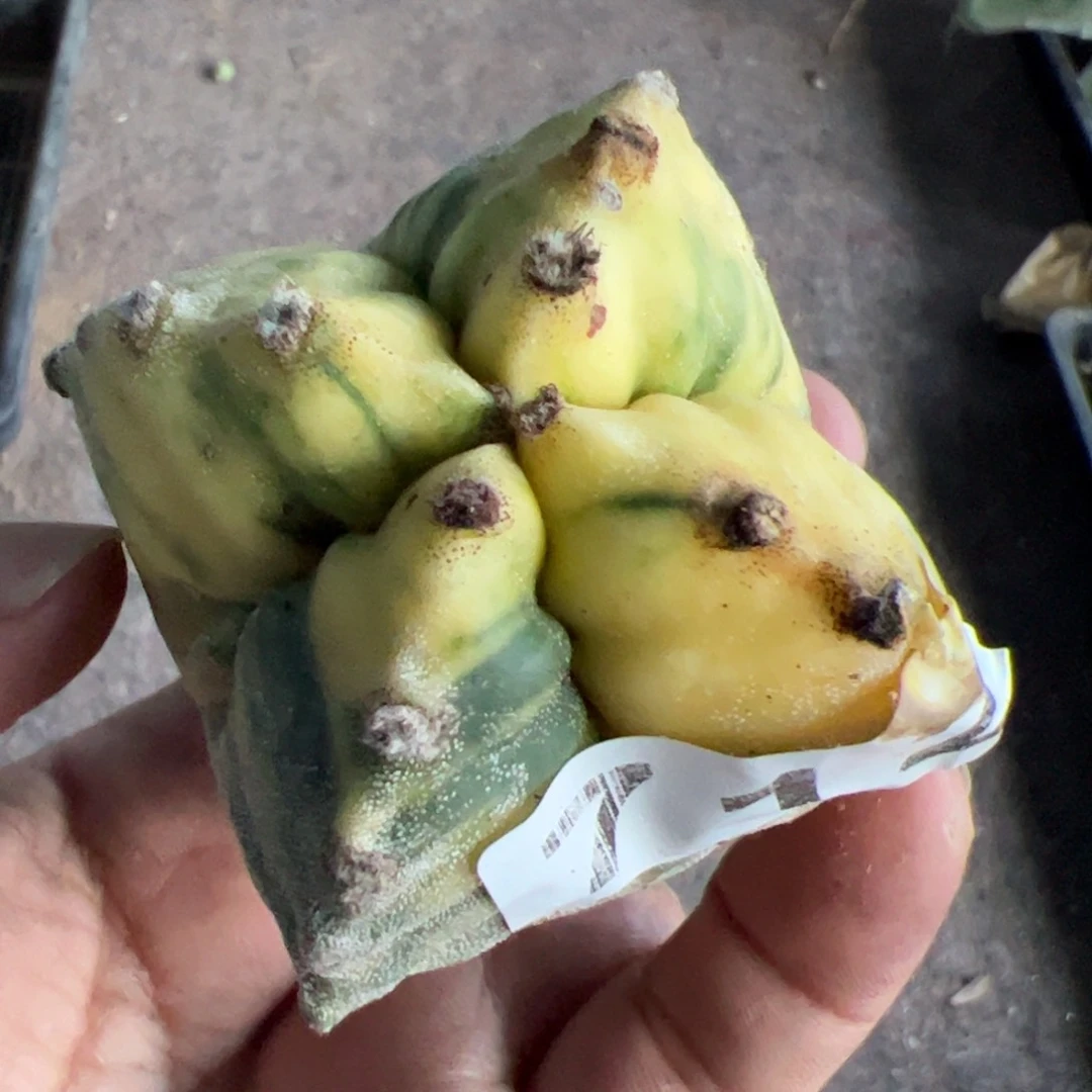 四棱龟甲鸾锦头没根712