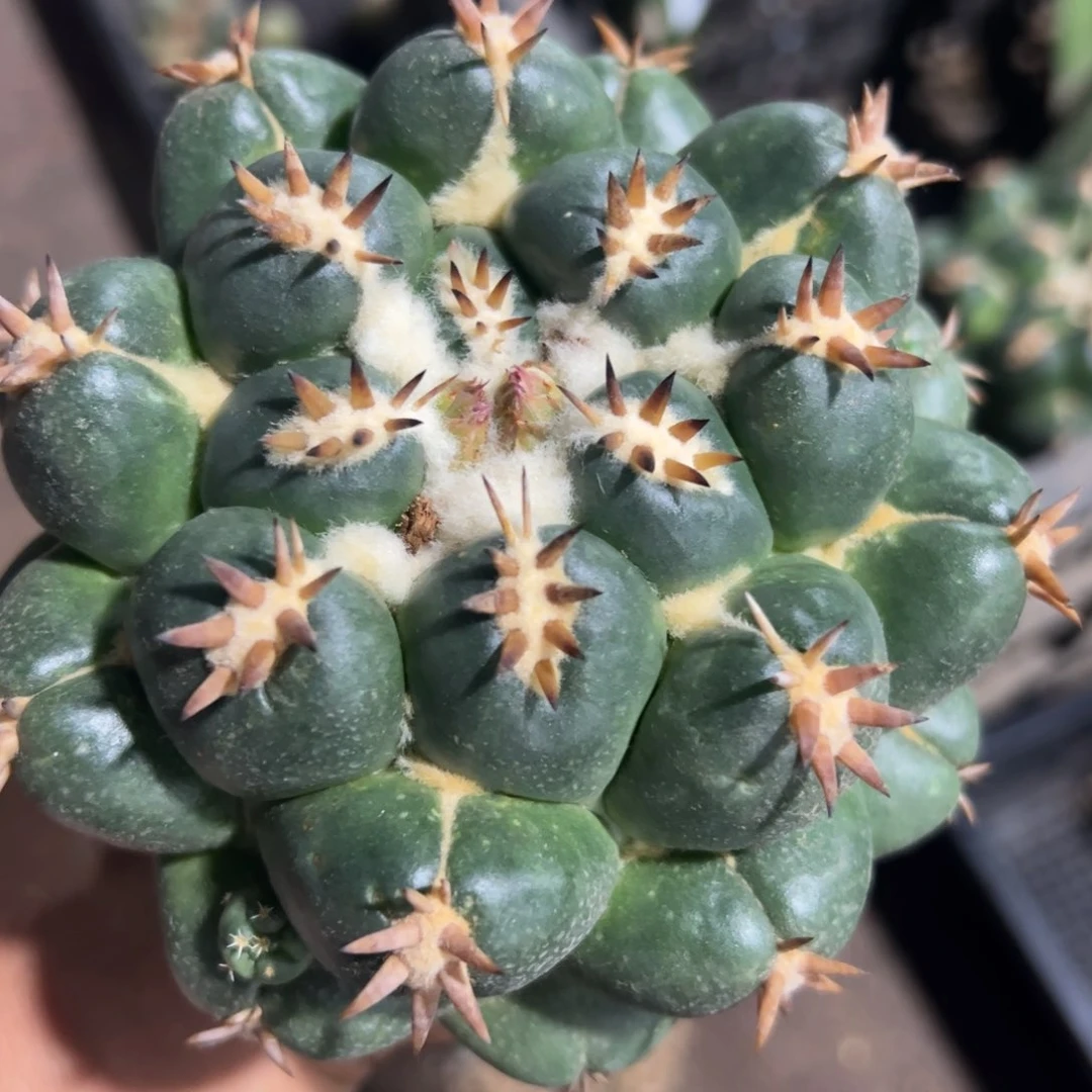 双排短豪刺象牙仙人球837