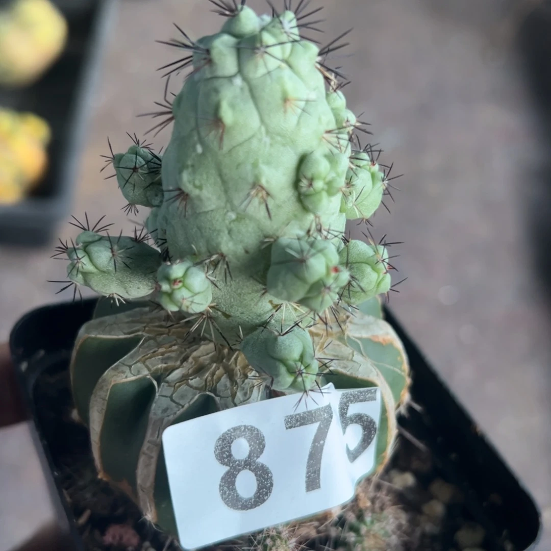 帝王丸仙人球875