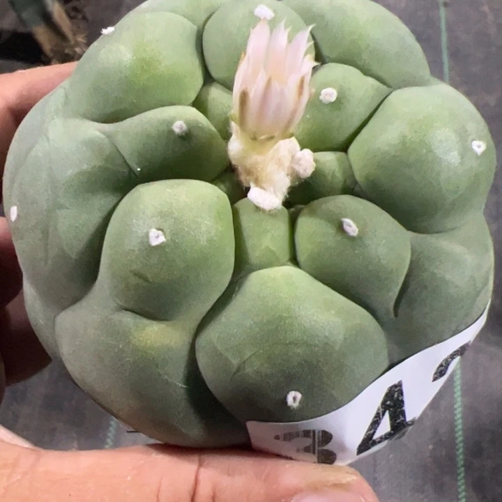 巨优翠仙人球342仙人球