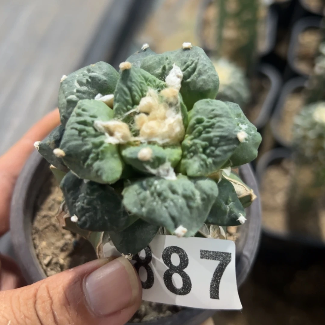 怒涛牡丹887仙人球
