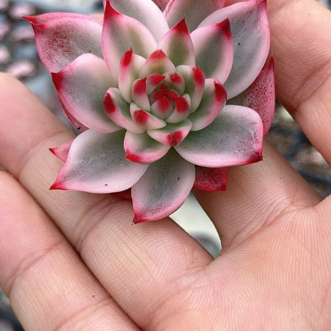 985娃娃锦多肉植物哇啦塞