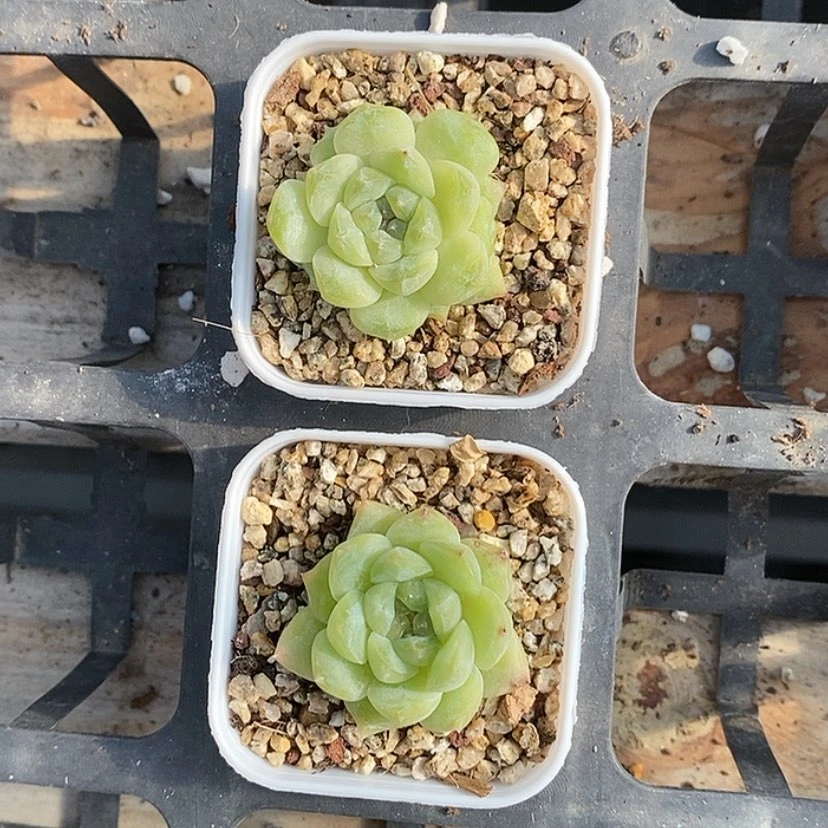 【闪购商品】钮****～2颗绿色