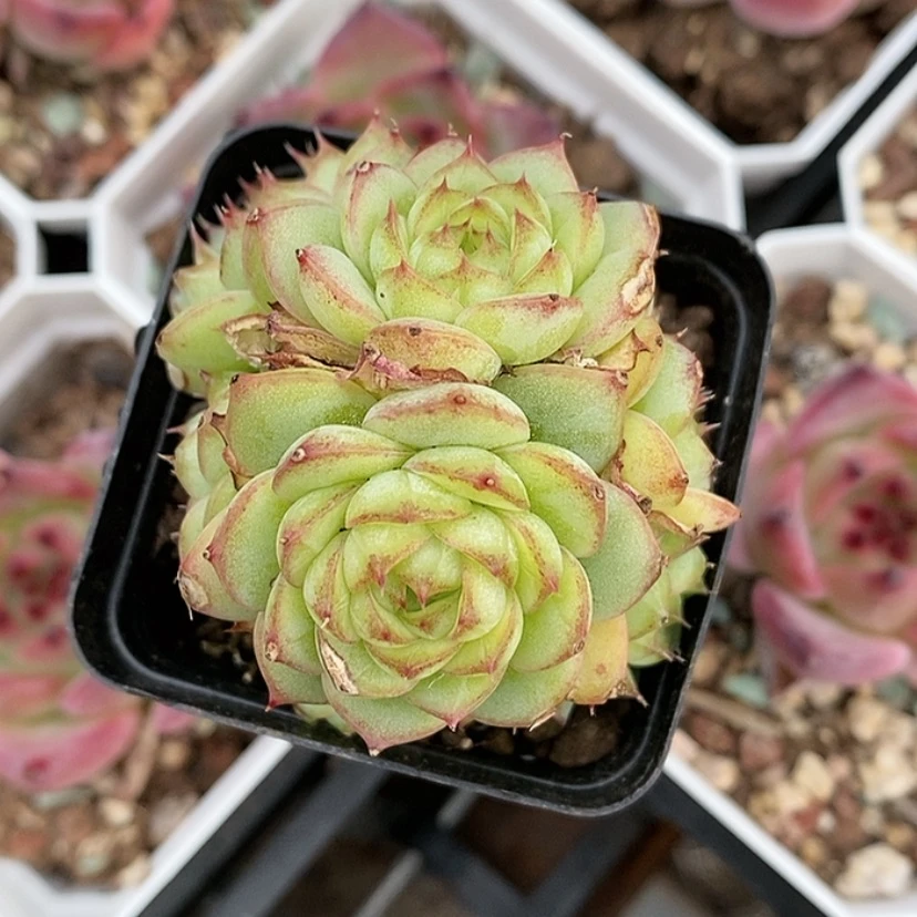 【闪购商品】大**袁虞姬麦秆