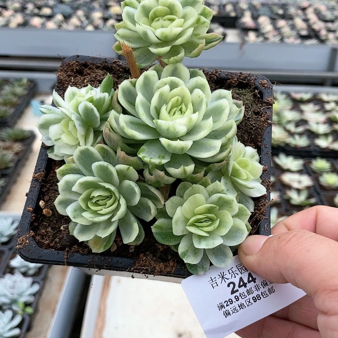 244冰梅富伦花锦多肉植物