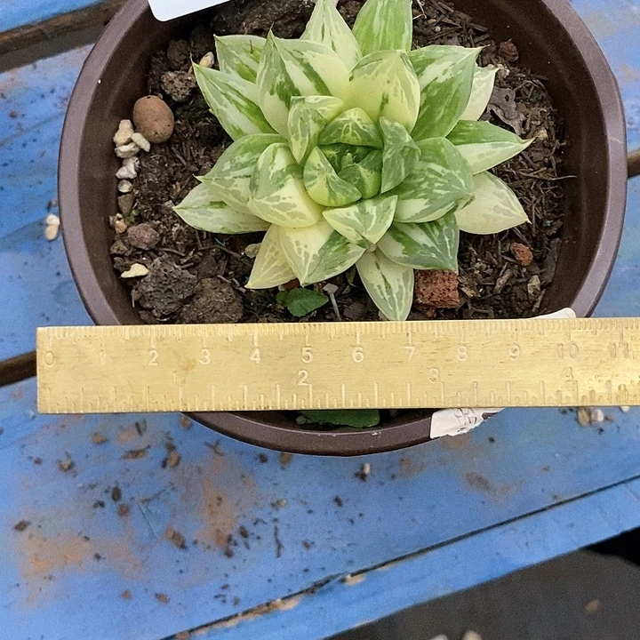 1480宝塔玉露锦多肉植物8 公分的