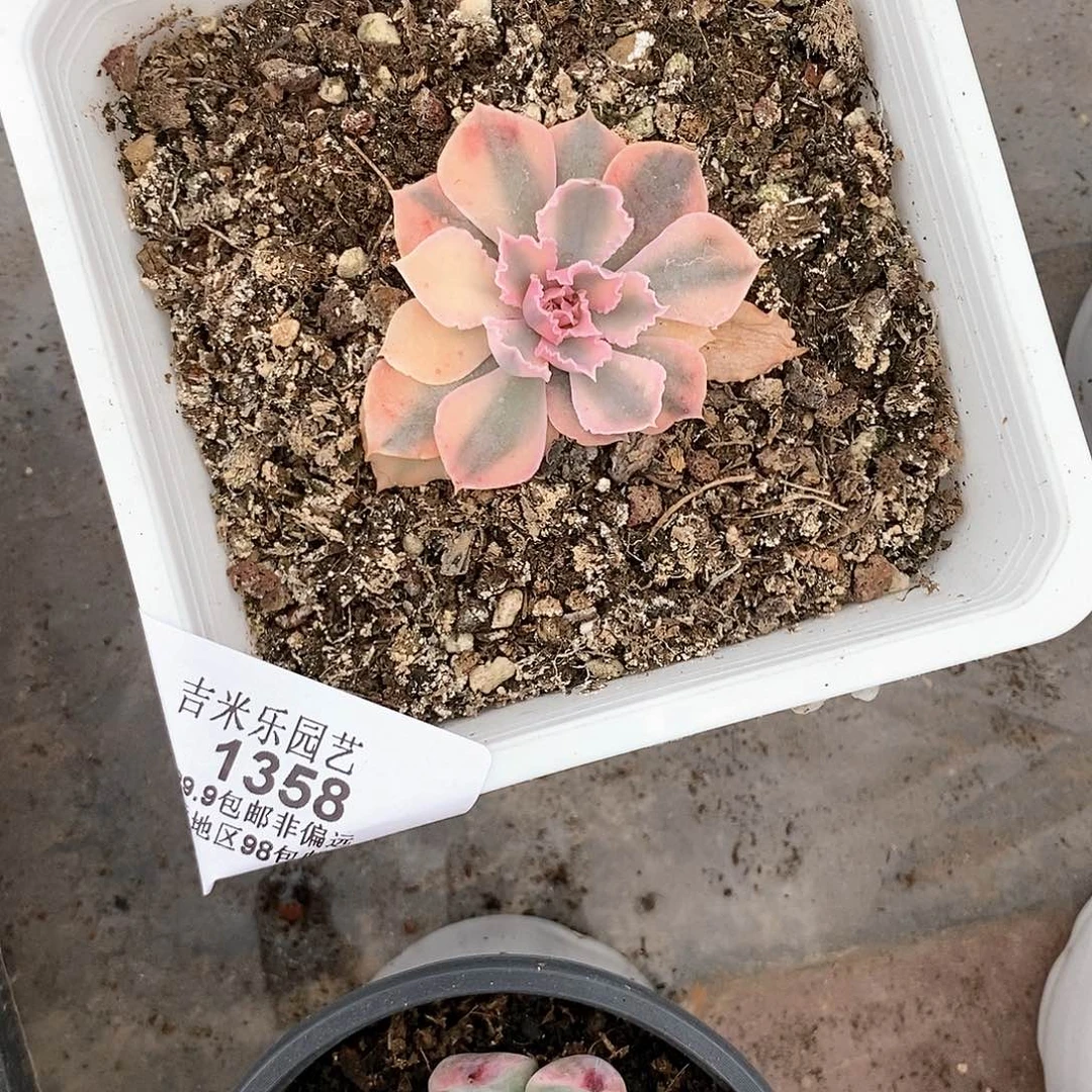 1358晚霞之舞多肉植物哇啦塞