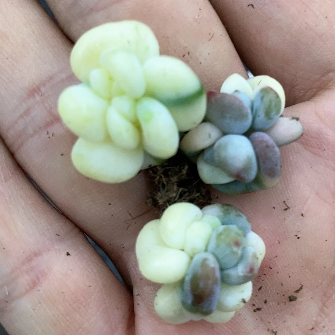 1291三颗美人杂交锦多肉植物