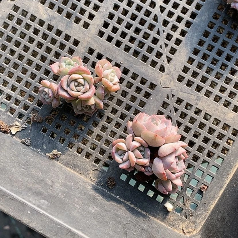 【闪购商品】钮****～2个琥珀群老货