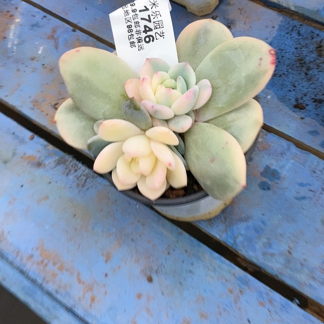 1746梦露锦多肉植物2个头的