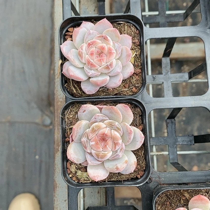 【闪购商品】《***》2颗超级冰魄