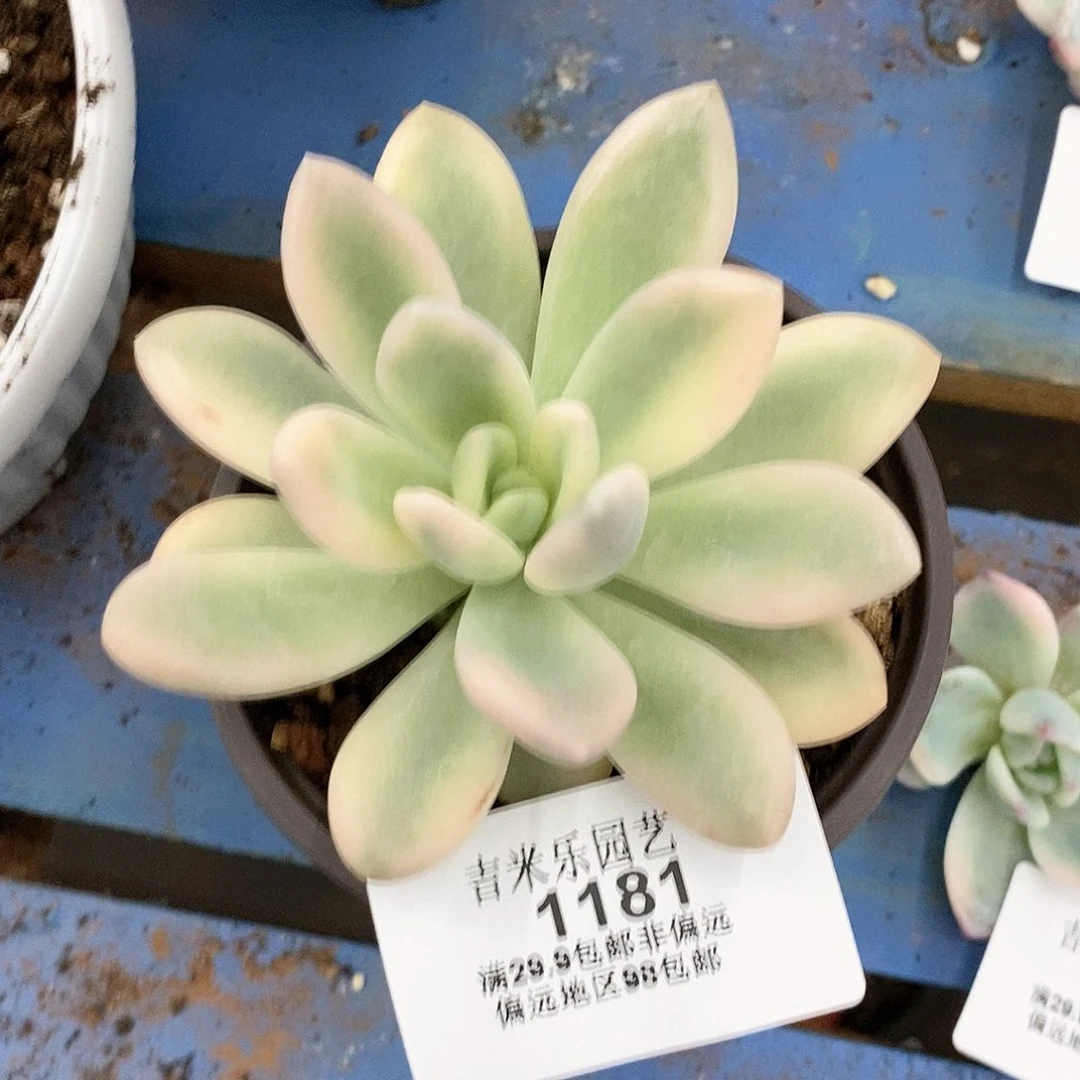 1181奥普锦多肉植物9公分