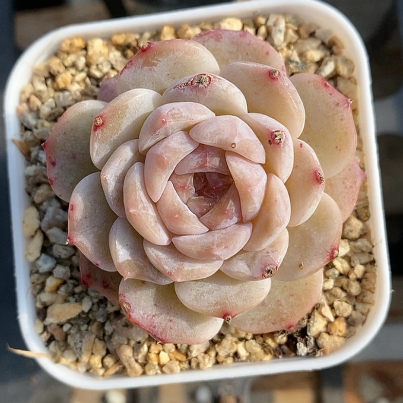 【闪购商品】钮****～粉色糖心