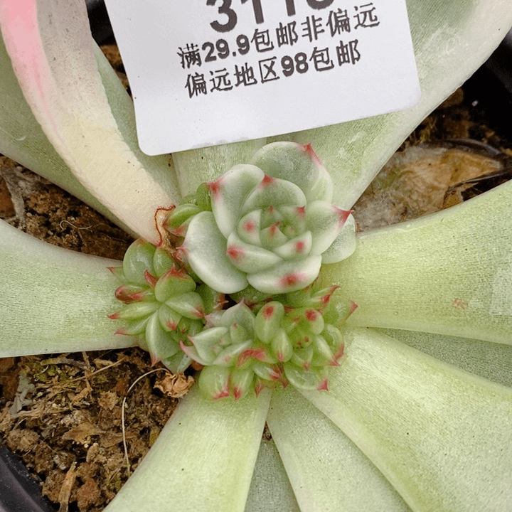 3115吉娃娃锦底座多肉植物