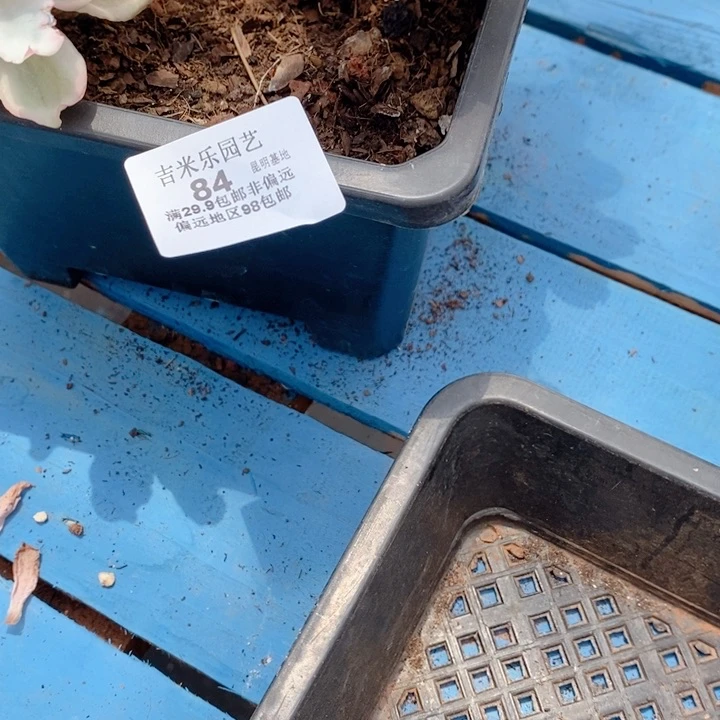 兔*泪兔眼泪尾款多肉植物