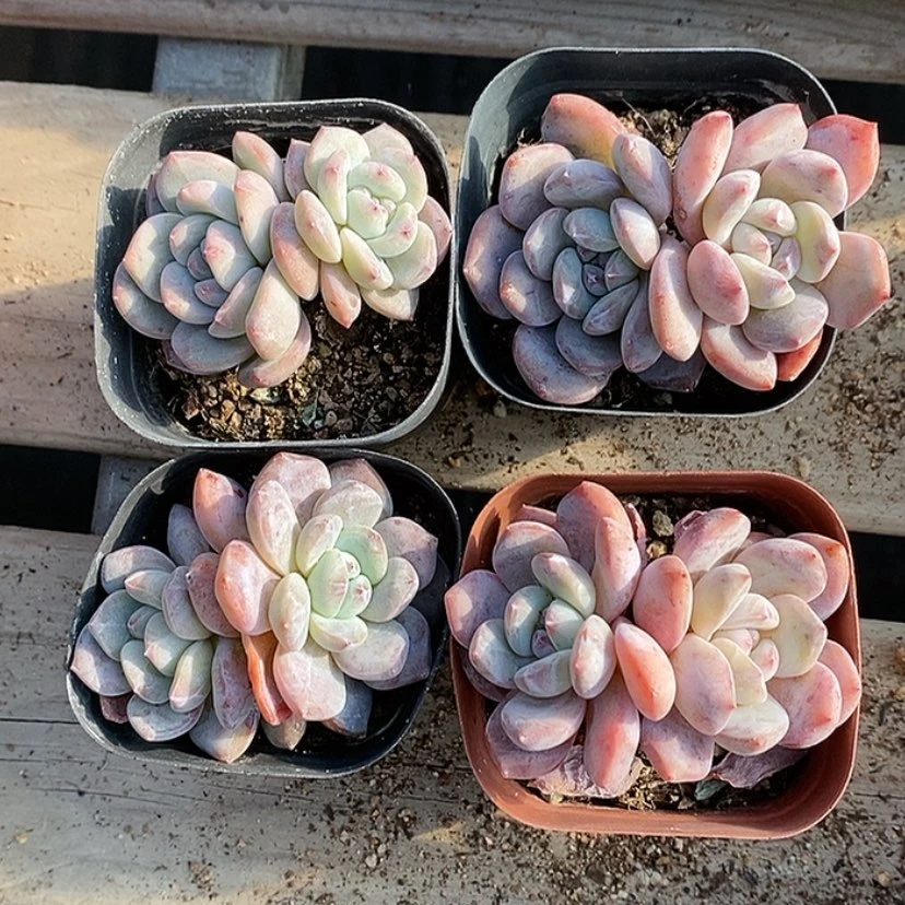 【闪购商品】钮****～4颗橙子