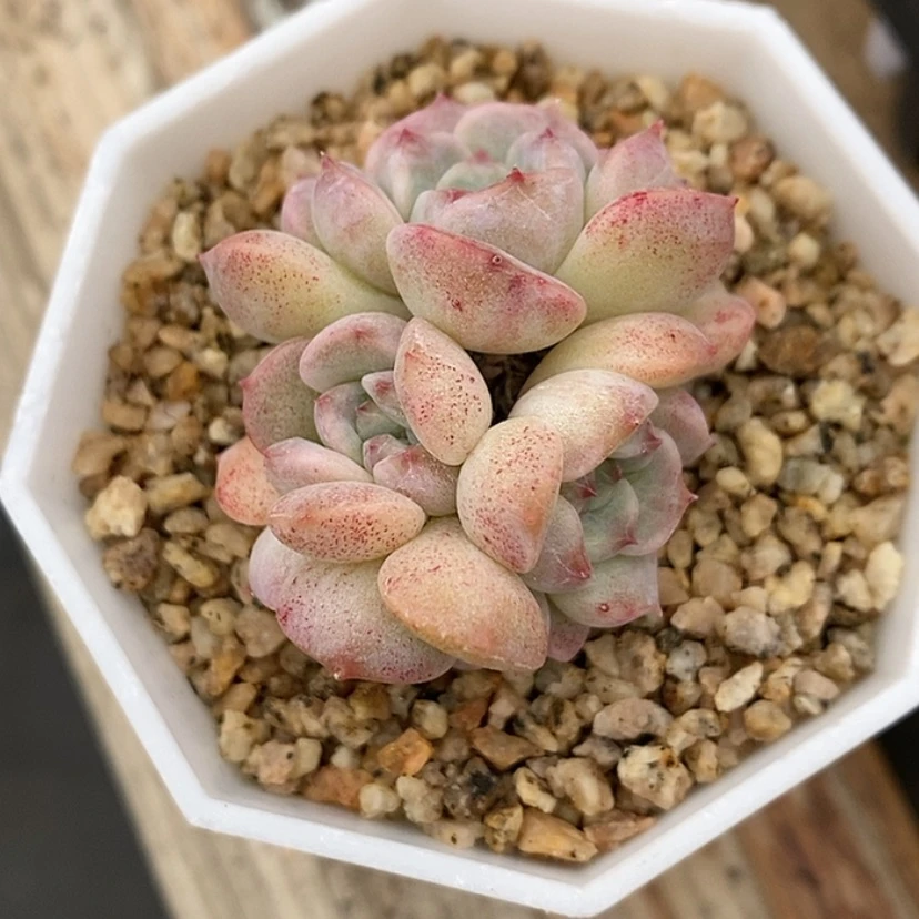 【闪购商品】汤*姐开播