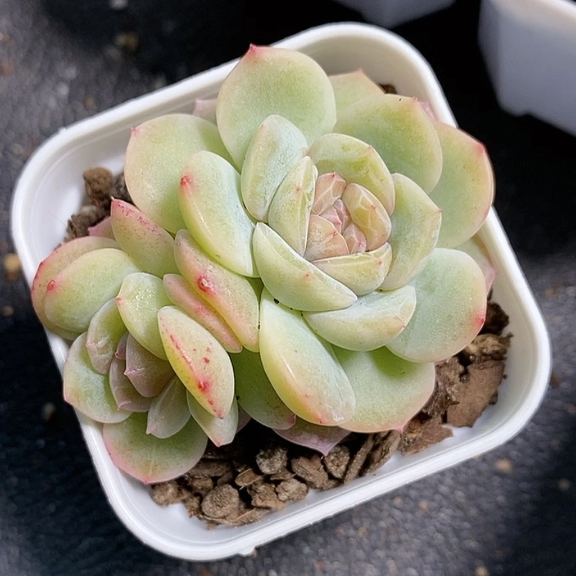 【闪购商品】金***跑干冰