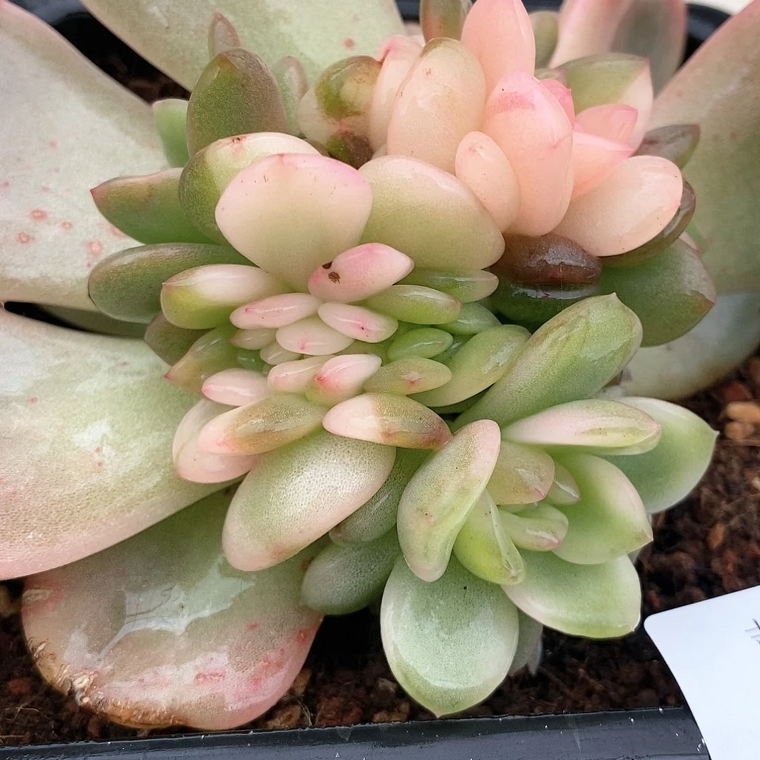 977梦露锦多肉植物缀