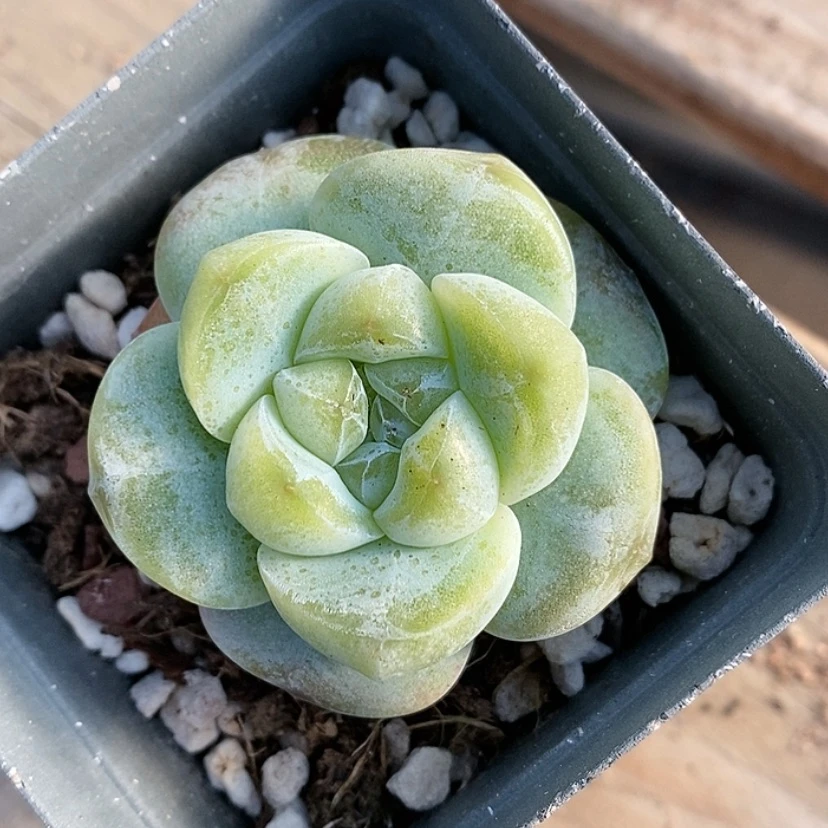 【闪购商品】小*扎翡翠冰玉