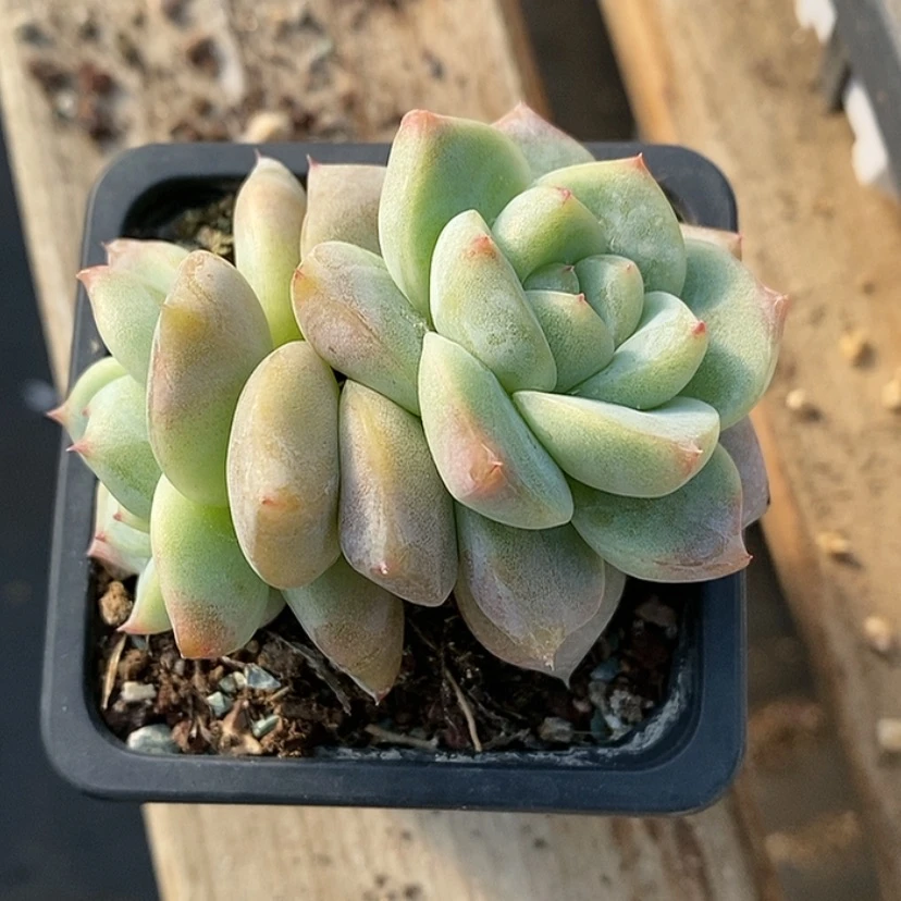【闪购商品】桃*酱白泽老货