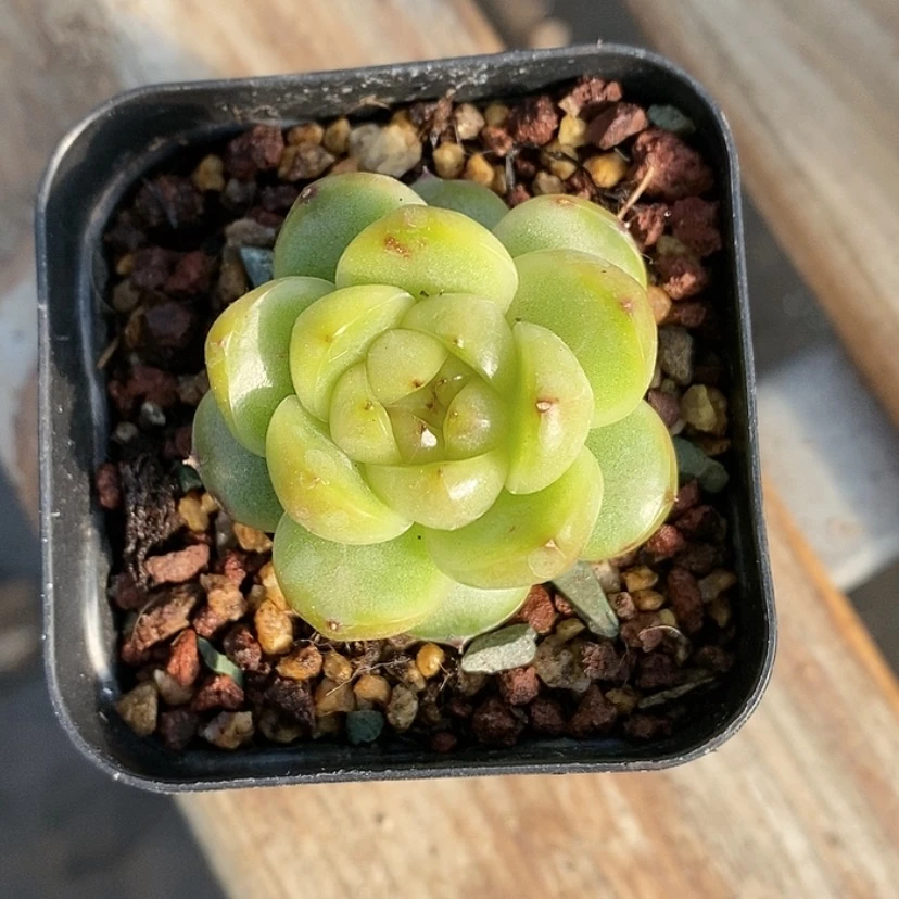 【闪购商品】莱拉珍妮