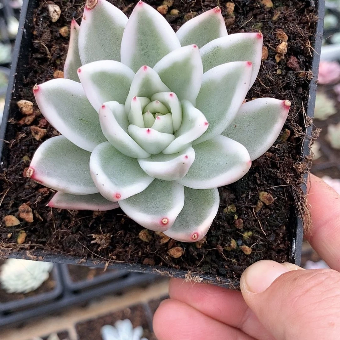 245雪白玛利亚多肉植物