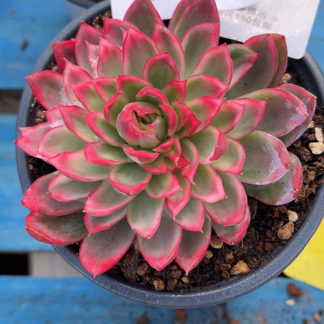 1119紫罗兰女王锦多肉