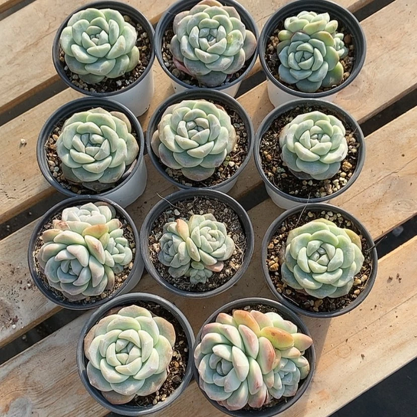 【闪购商品】钮****～10颗送一颗