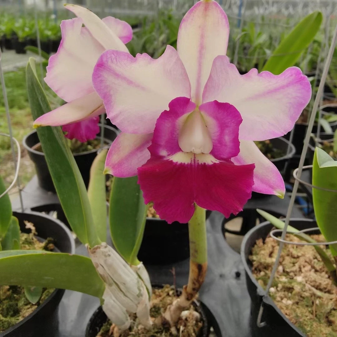 阿里山卡特兰进口寄生种植盆栽花期长花香7苗4月開花