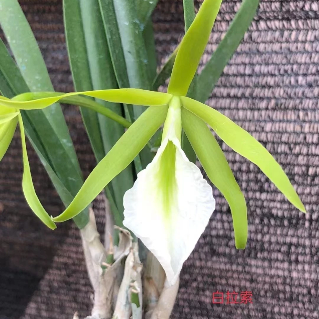 白拉索卡特兰无土栽培寄生种植盆栽绿植花期长花香四季花室内外都