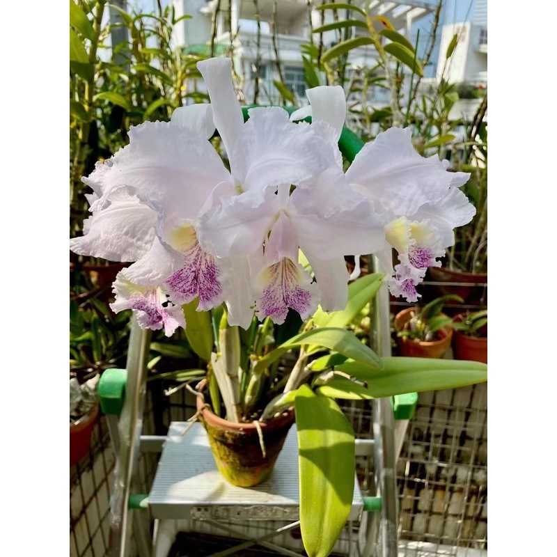 蓝路德原生種卡特兰进口盆栽3苗左右新芽封顶準時开花花香