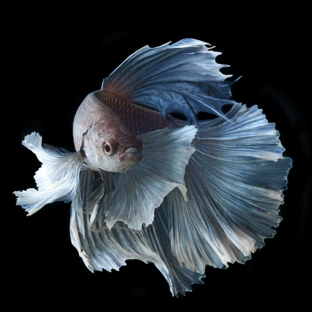 D10（217-240）精品泰国斗鱼小型热带观赏鱼（直播间选鱼）