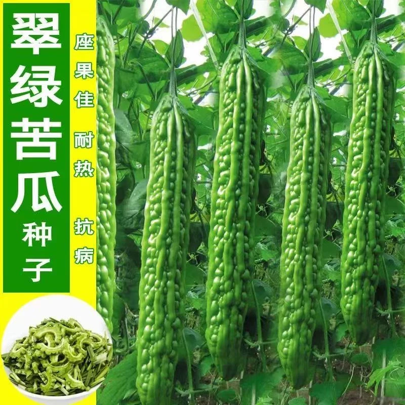 长绿苦瓜种子四季阳台季庭院阳台盆栽蔬果瓜果蔬菜子常绿苦瓜种籽